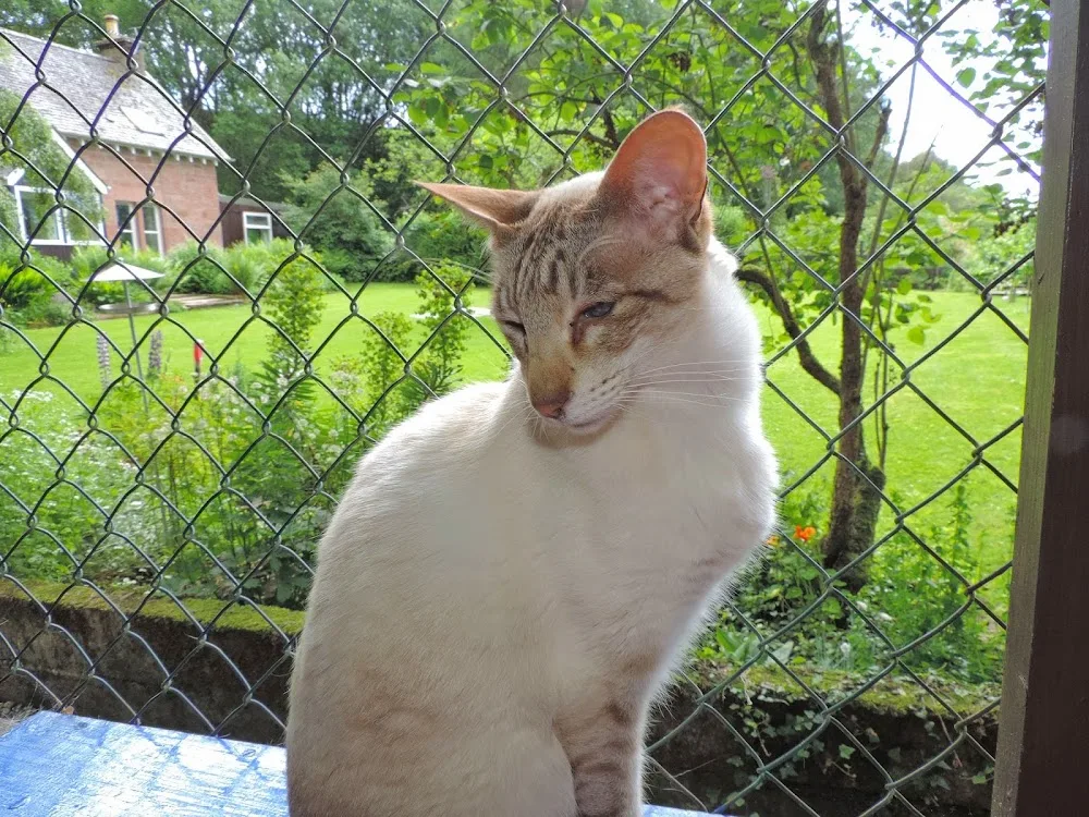 Copperfield Cattery - Scotland pet otel görseli 3