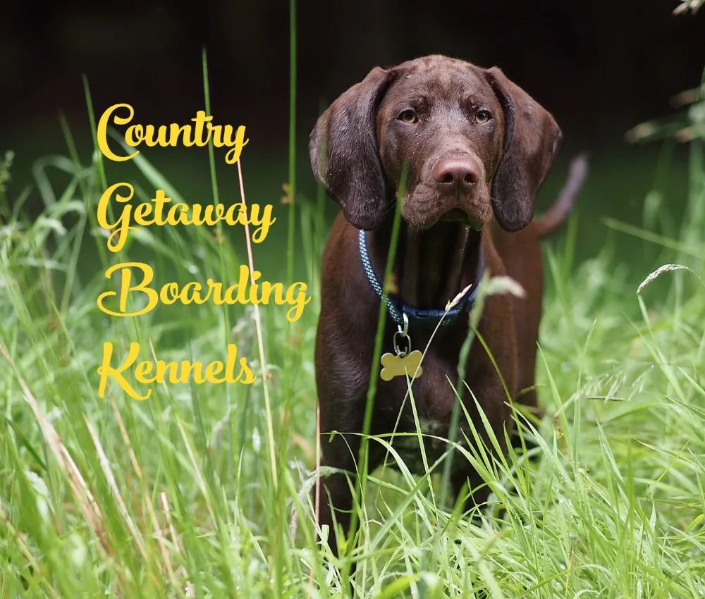 Country Getaway Boarding Kennels - Scotland pet otel