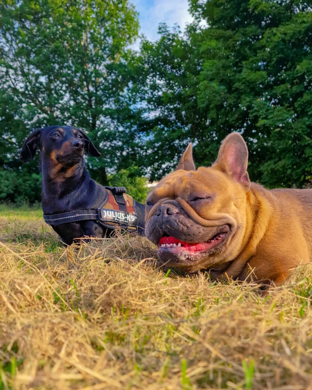 Country Getaway Boarding Kennels - Scotland pet otel görseli 3