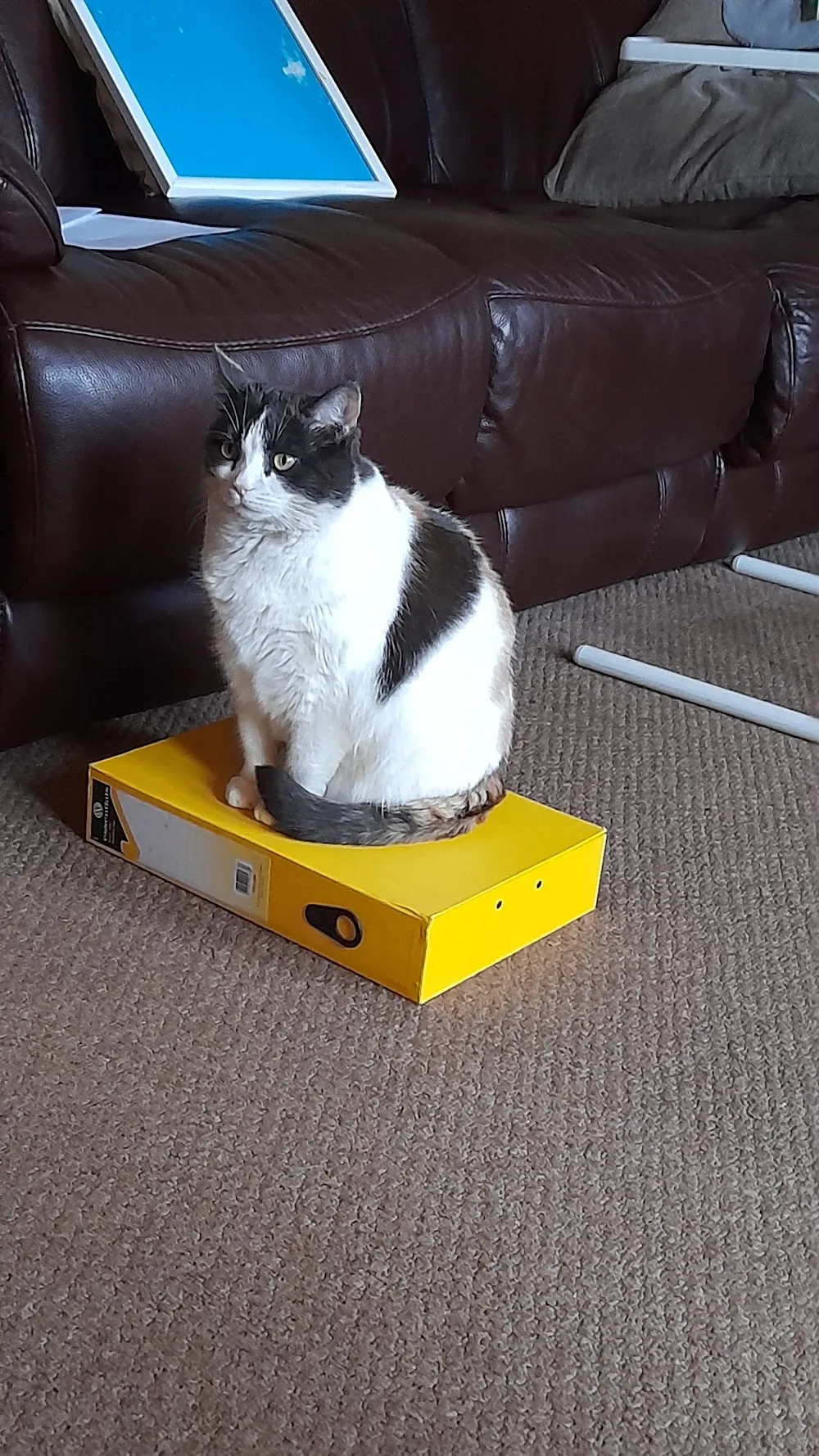 Culbin Cats - Scotland pet otel