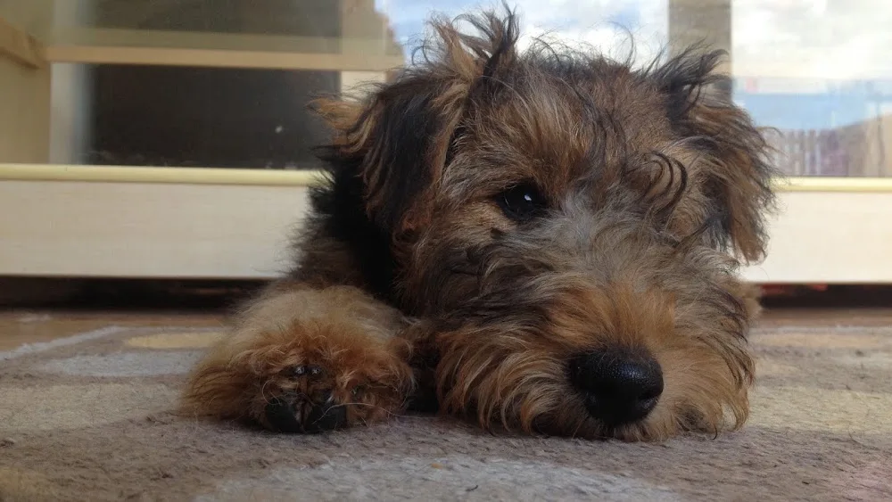 Groomlands Dog Kennels & Professional Dog Grooming, By Elgin - Scotland pet otel