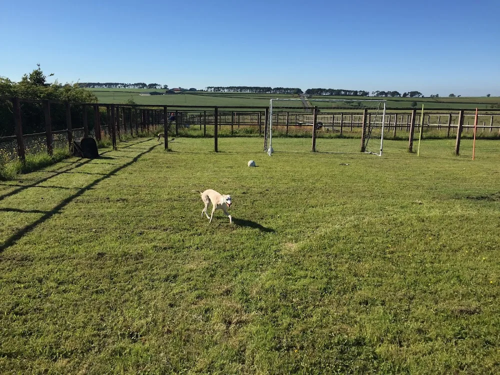 Hilltop boarding kennels - Scotland pet otel görseli 2