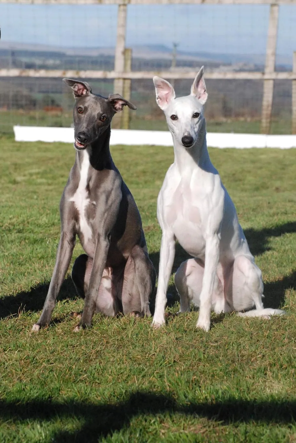 Hilltop boarding kennels - Scotland pet otel görseli 3
