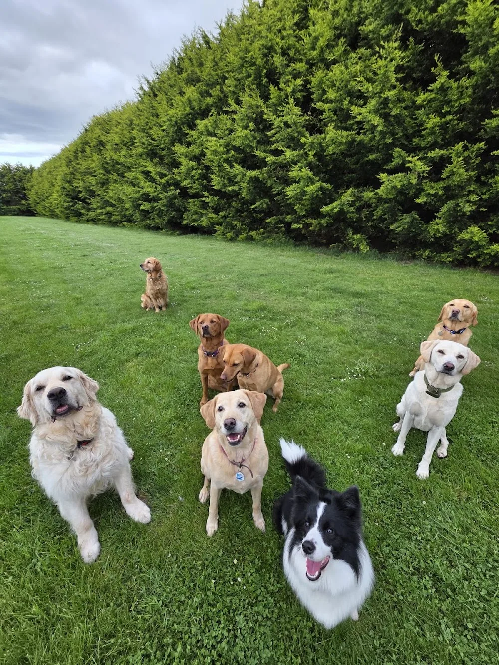 Myreside Boarding Kennels - Scotland pet otel