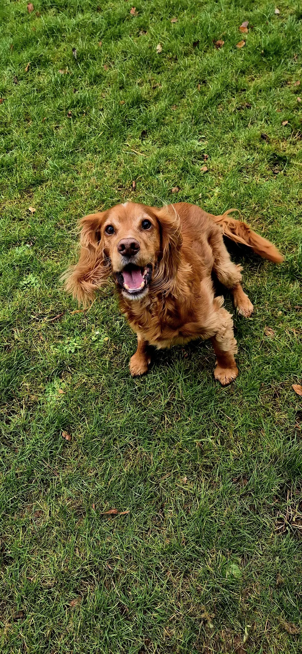 Myreside Boarding Kennels - Scotland pet otel görseli 3