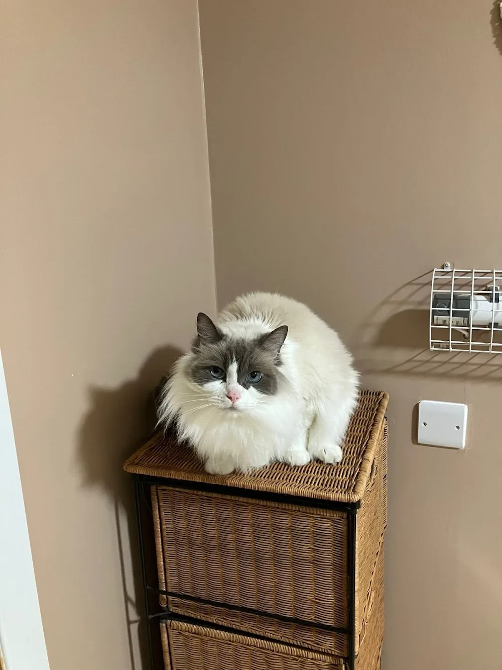 The Cat Hotel - Scotland pet otel görseli 2