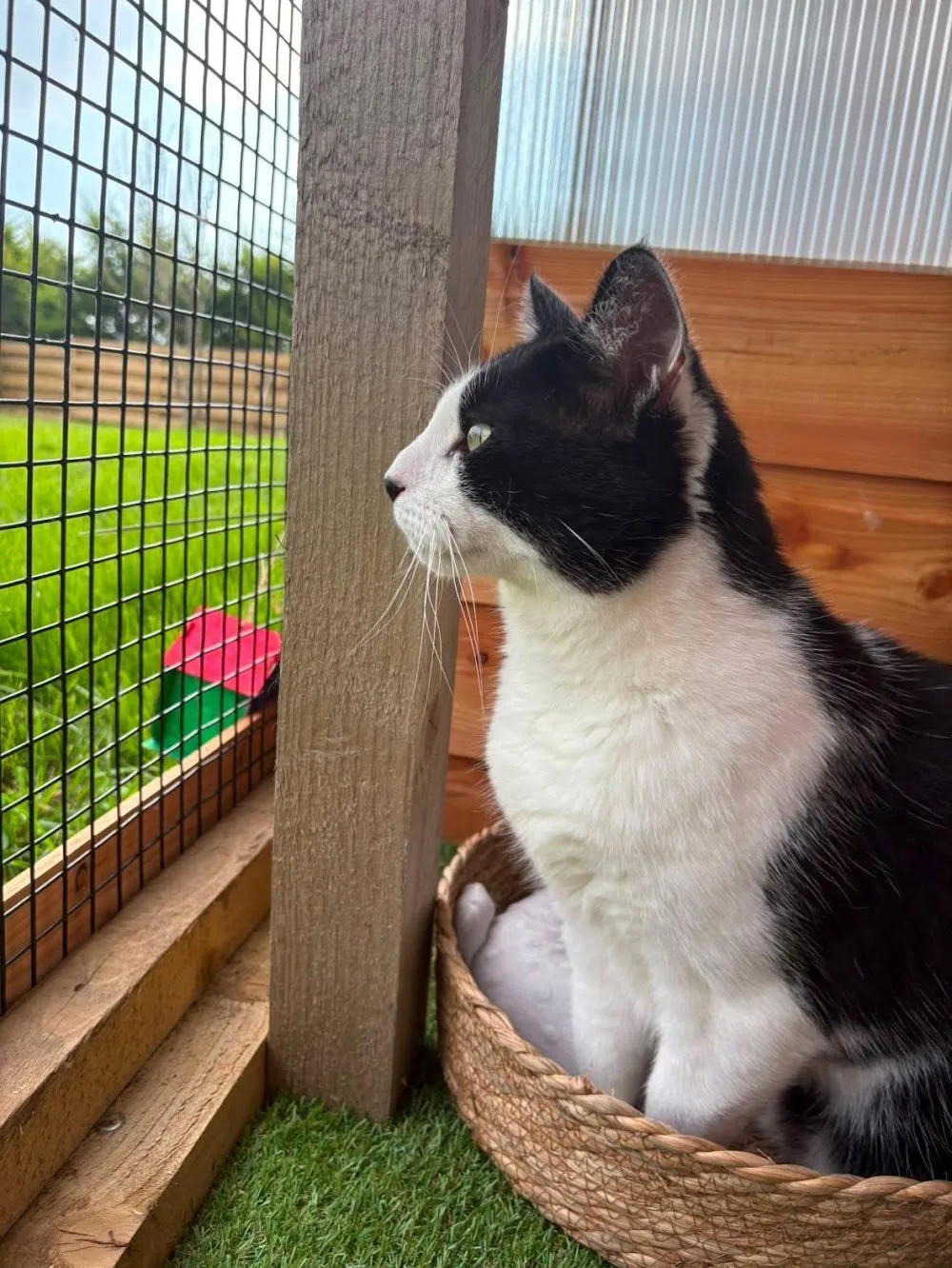 The Cottage Cattery - Scotland pet otel görseli 3