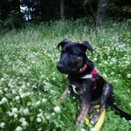 Woodside Boarding Kennels - Scotland pet otel görseli 5