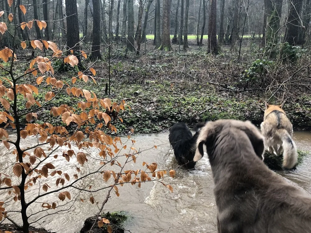 dogwood Hundepension - Seevetal pet otel