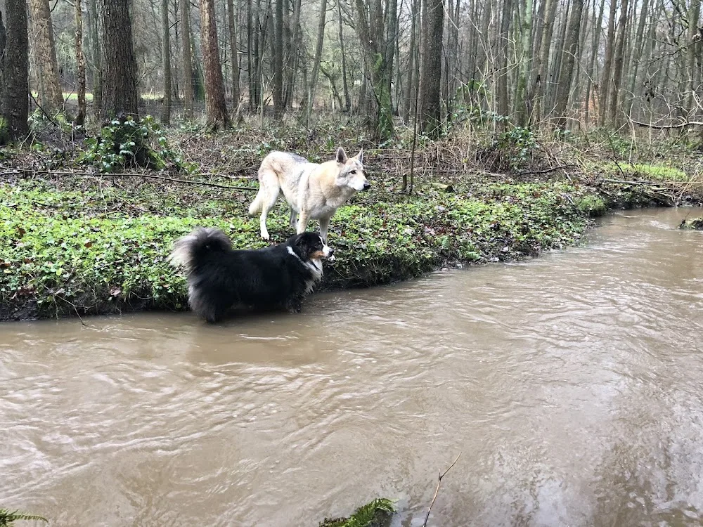 dogwood Hundepension - Seevetal pet otel görseli 3