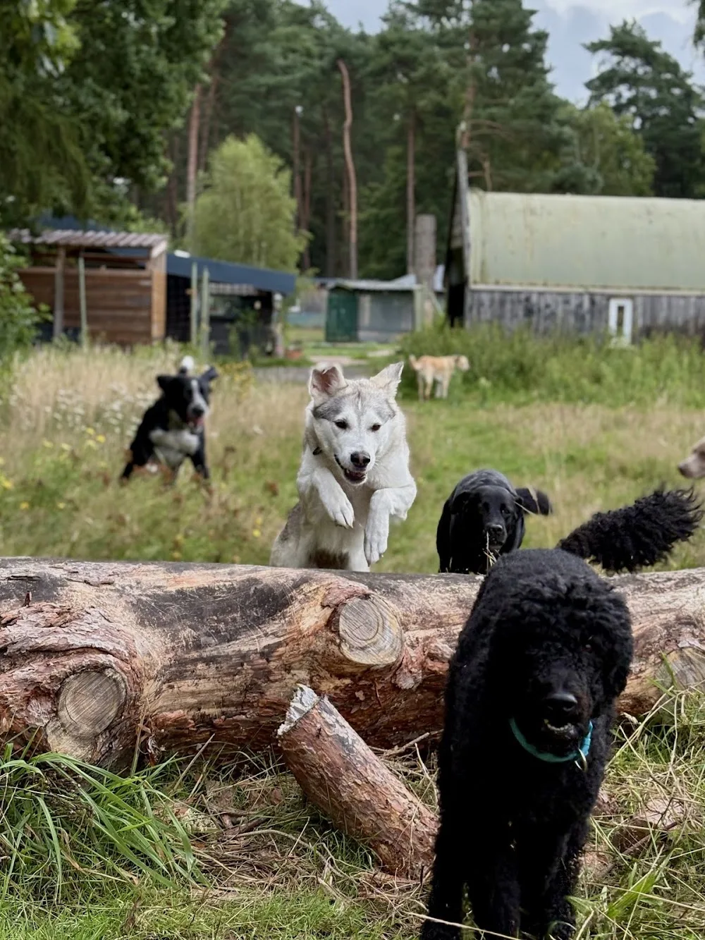 fairzogen&fairwöhnt - Hundetagesstätte und -pension - Seevetal pet otel
