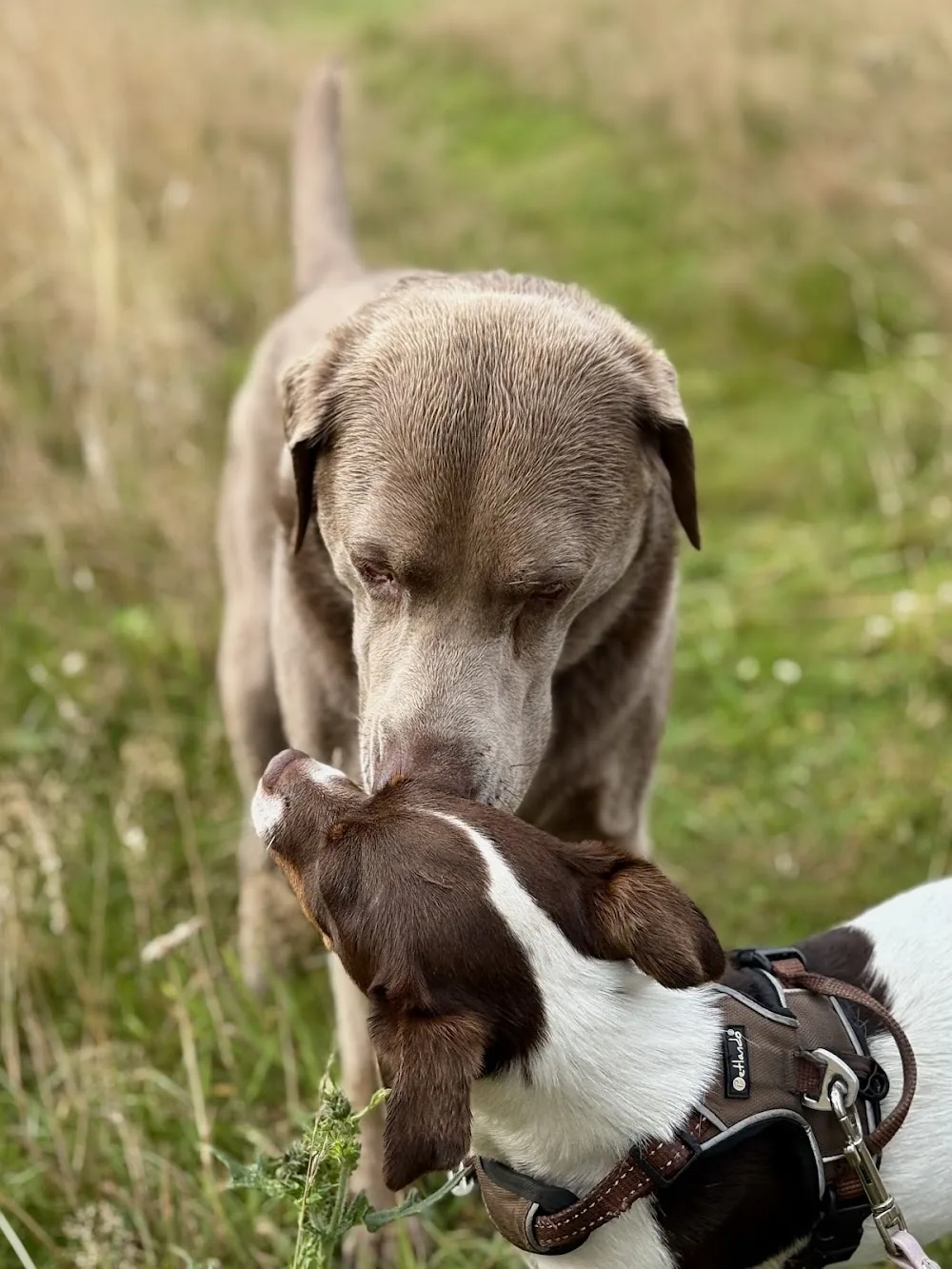 fairzogen&fairwöhnt - Hundetagesstätte und -pension - Seevetal pet otel görseli 3