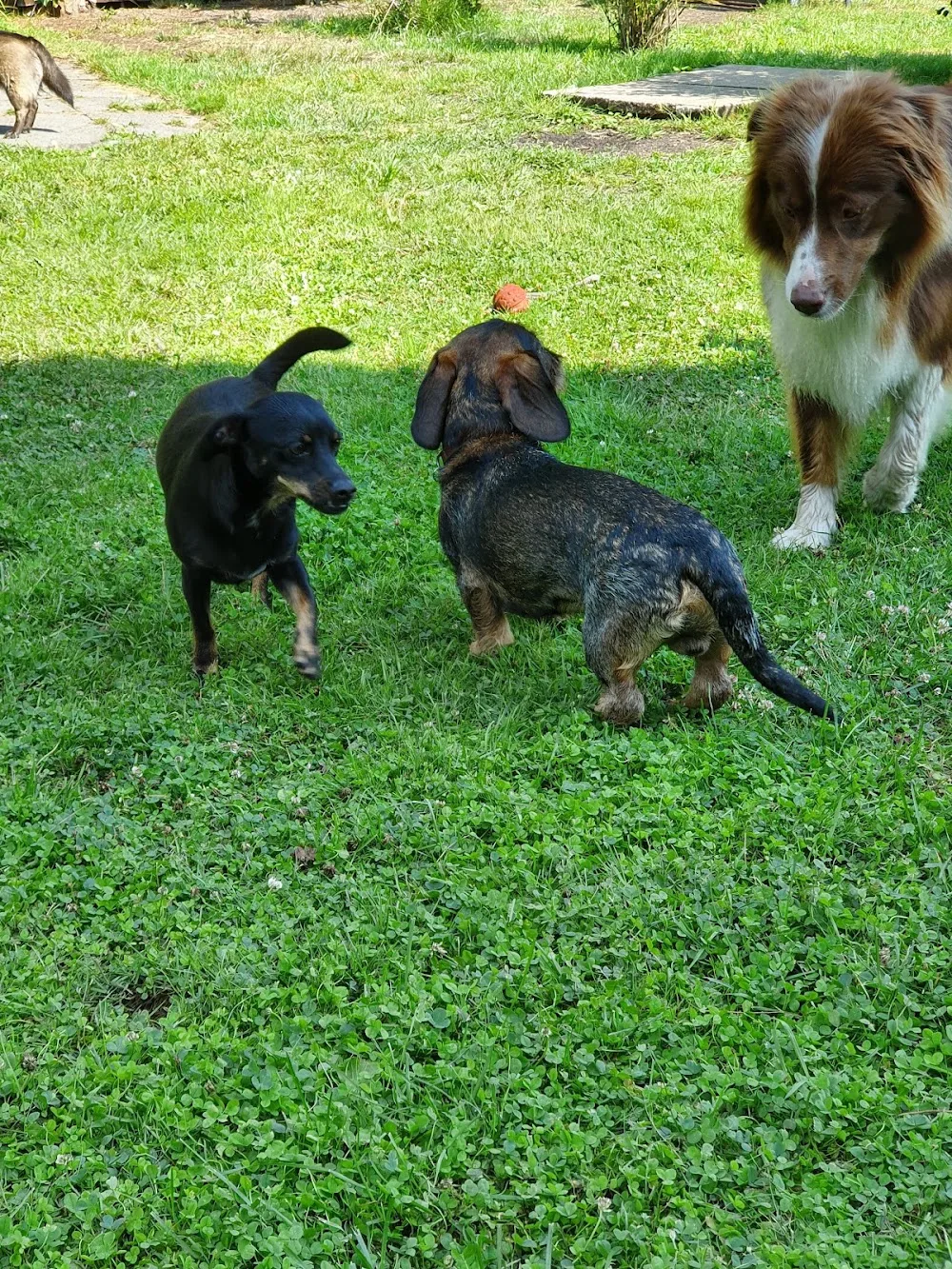Hundepension Nanny4Dogs - Seevetal pet otel