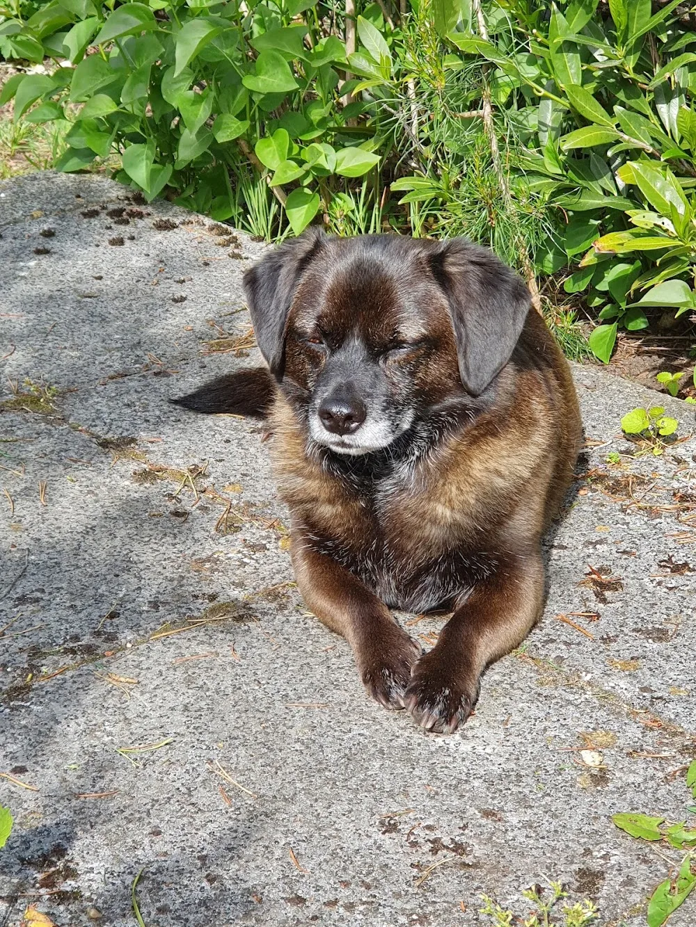 Hundepension Nanny4Dogs - Seevetal pet otel görseli 3