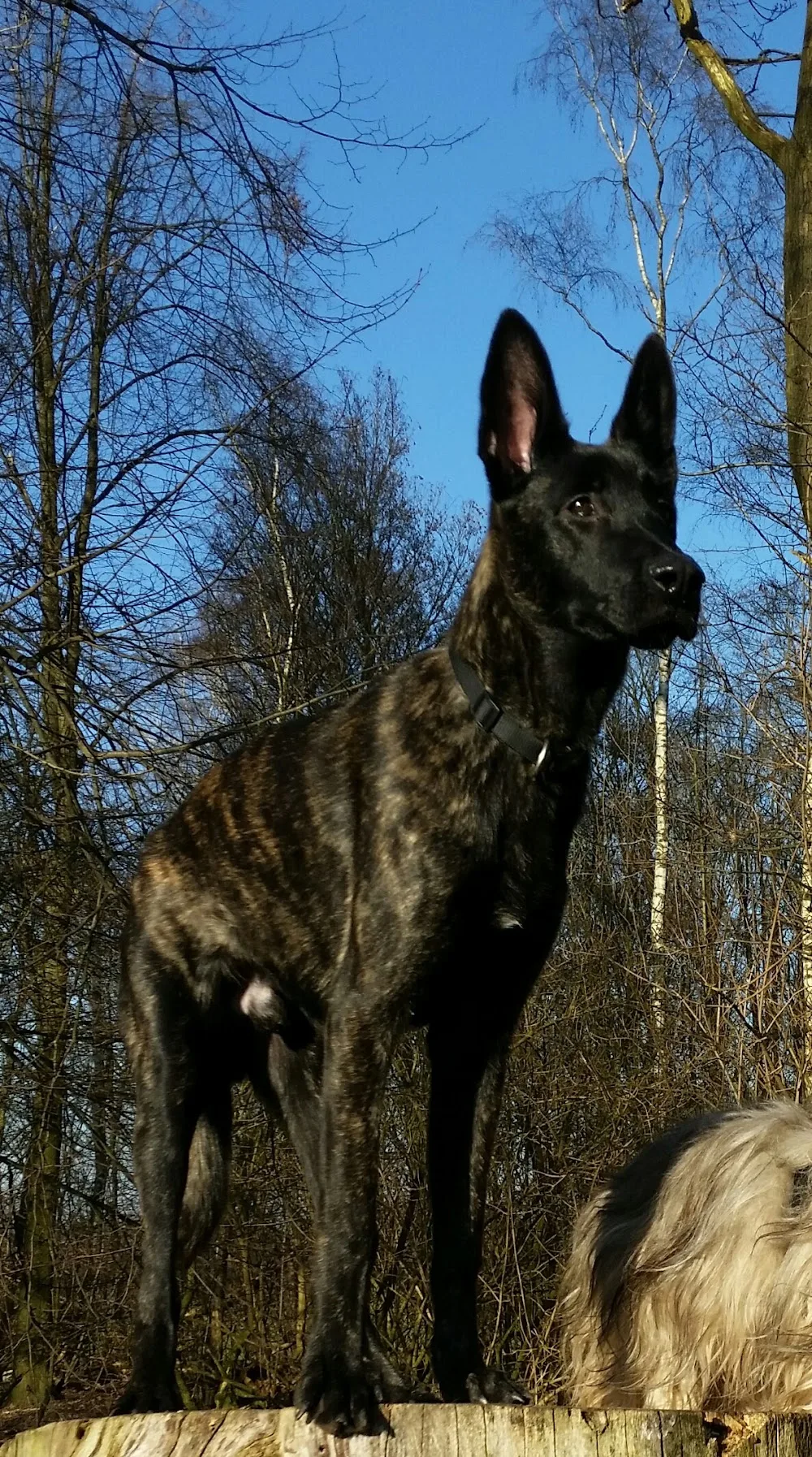 Hundeschule der Heidehof in Insel - Seevetal pet otel görseli 3