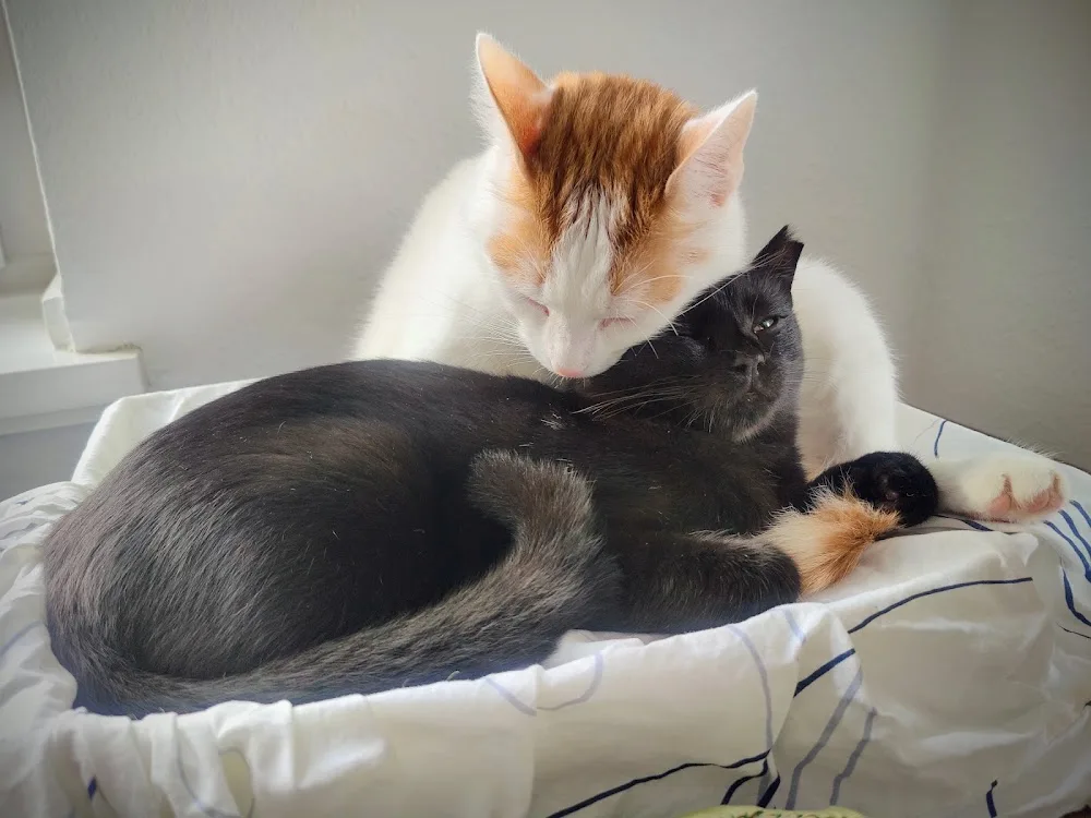 Katzensprung - Katzenbetreuung | Cat-Sitter - Seevetal pet otel