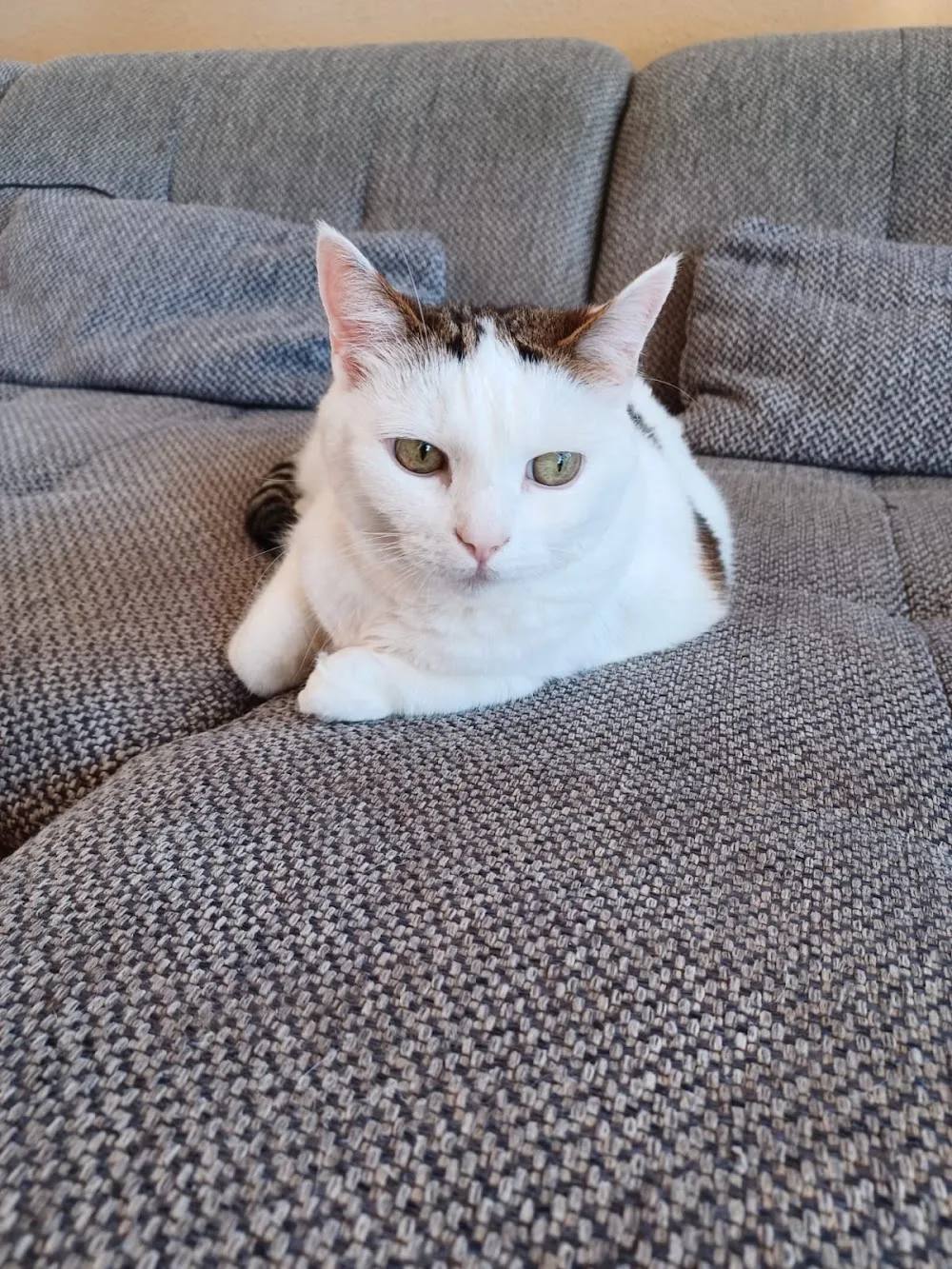Katzensprung - Katzenbetreuung | Cat-Sitter - Seevetal pet otel görseli 3