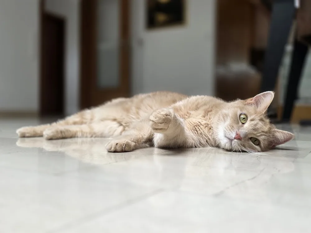 Minkas Katzenbetreuung - Seevetal pet otel görseli 2