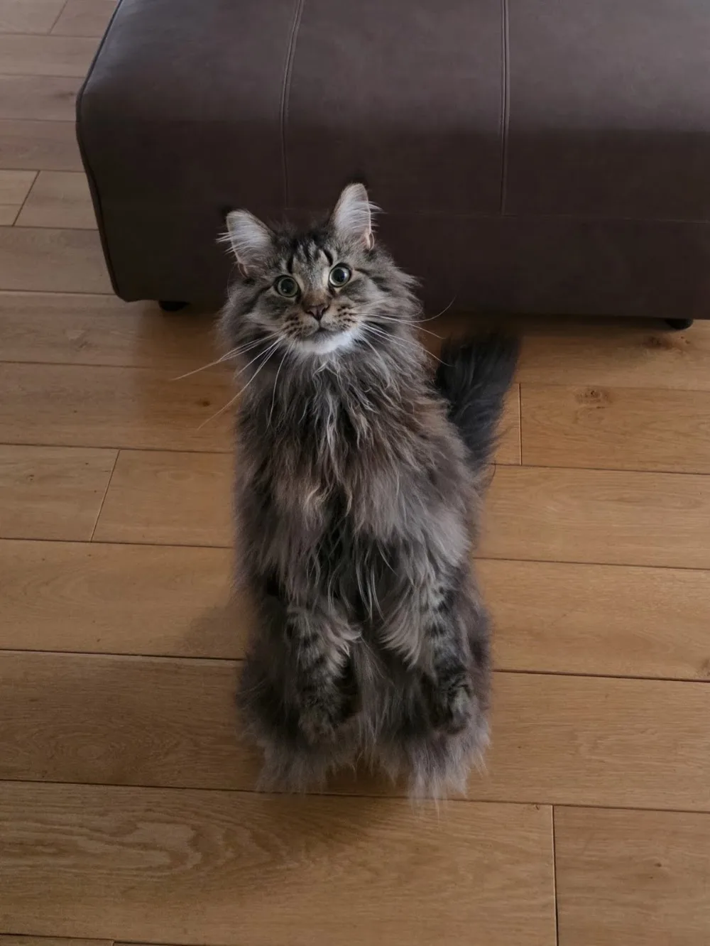 Minkas Katzenbetreuung - Seevetal pet otel görseli 3