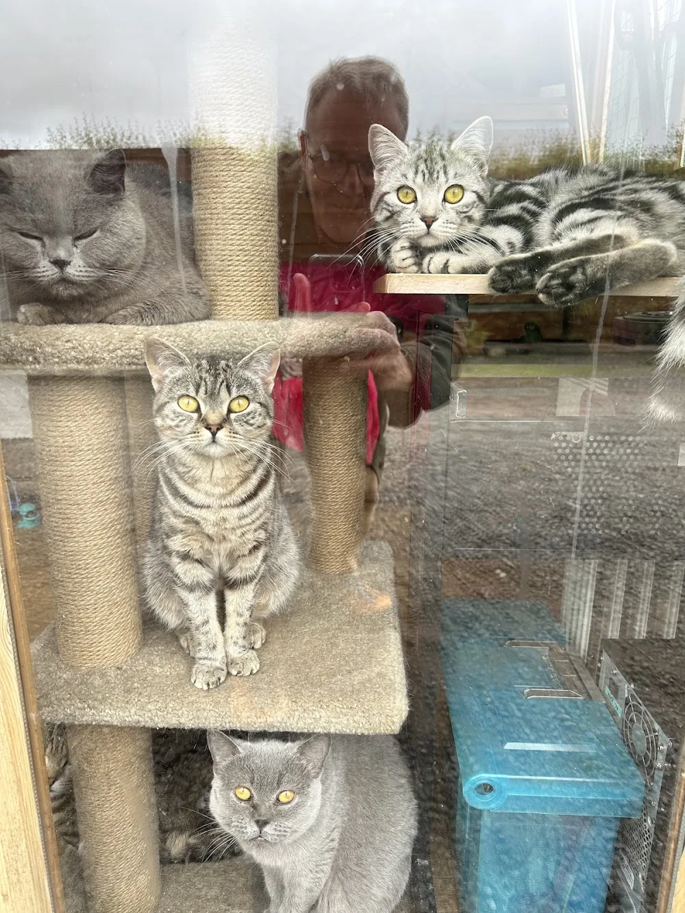 Acorn Cattery - Sefton pet otel