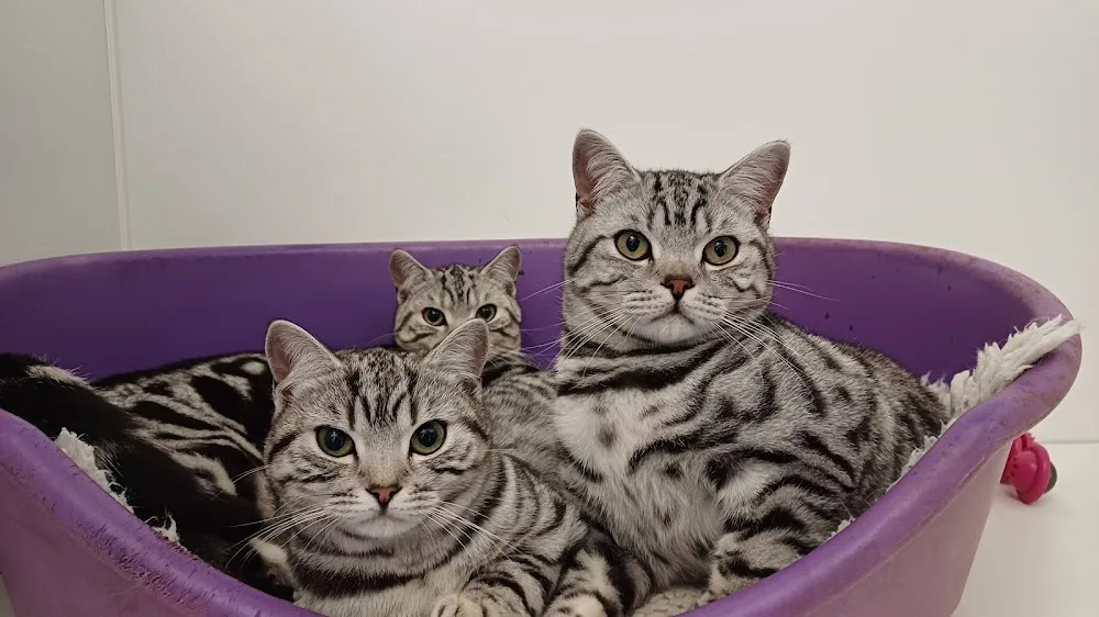 Acorn Cattery - Sefton pet otel görseli 3