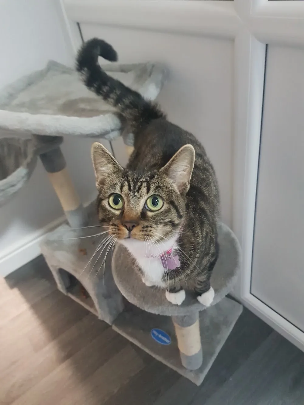 ALT COTTAGE LUXURY CATTERY - Sefton pet otel