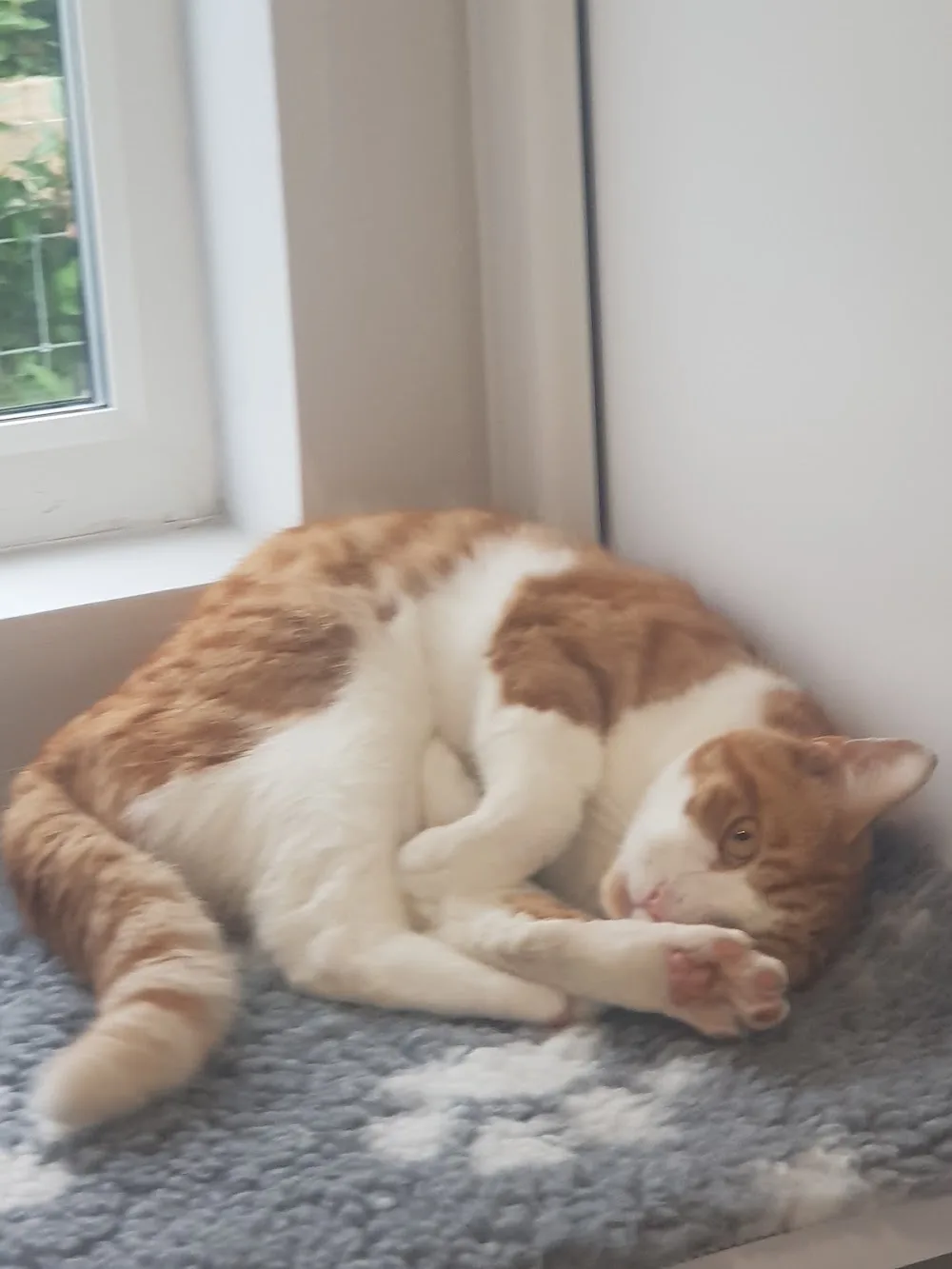 ALT COTTAGE LUXURY CATTERY - Sefton pet otel görseli 3