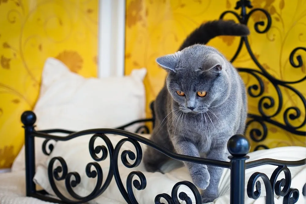 Longcroft Luxury Cat Hotel Southport, Merseyside - Sefton pet otel