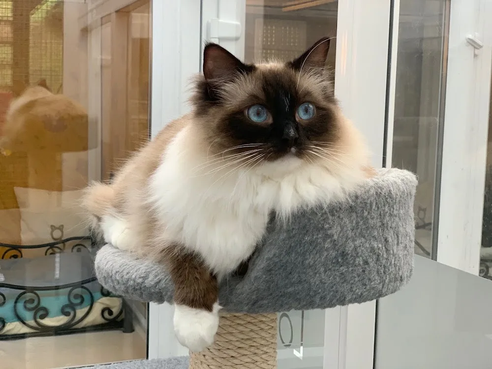 Longcroft Luxury Cat Hotel Southport, Merseyside - Sefton pet otel görseli 3