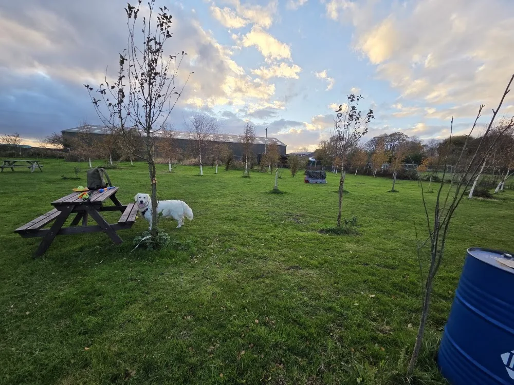 Lord Sefton Dog Boarding Kennels a Hire dog WALKING FIELD Pet taxi - Sefton pet otel görseli 3