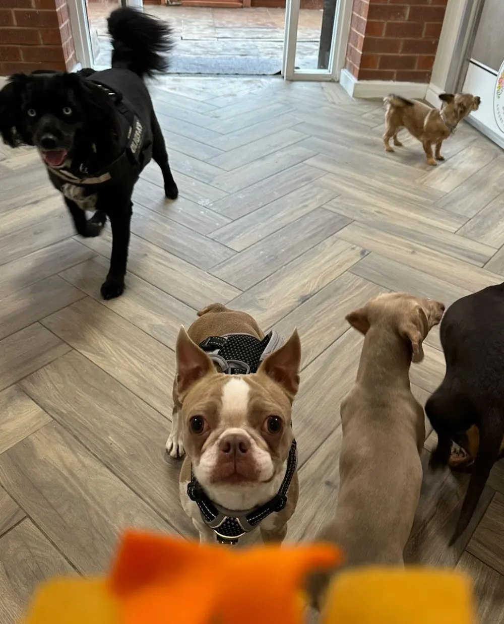 Tatlock Farm Dog Hotel - Sefton pet otel