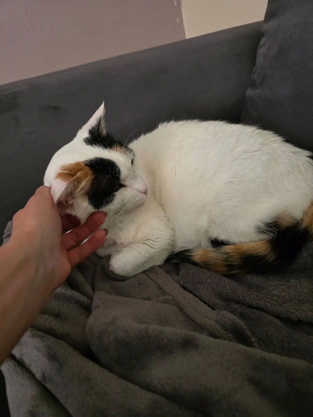 The Paw & Purr Club - Sefton pet otel