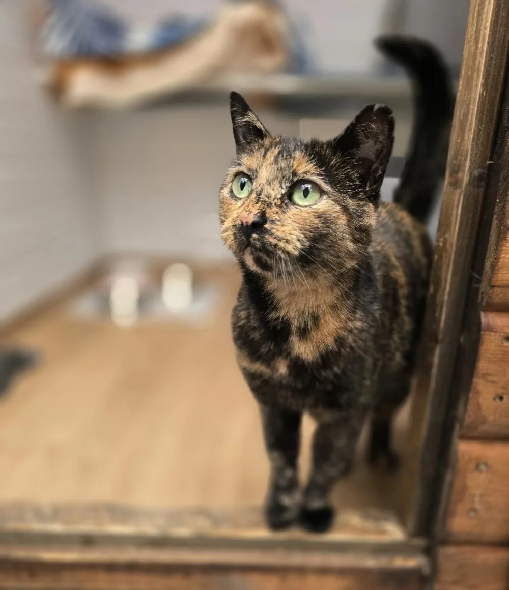 The Pear Tree Cattery - Sefton pet otel
