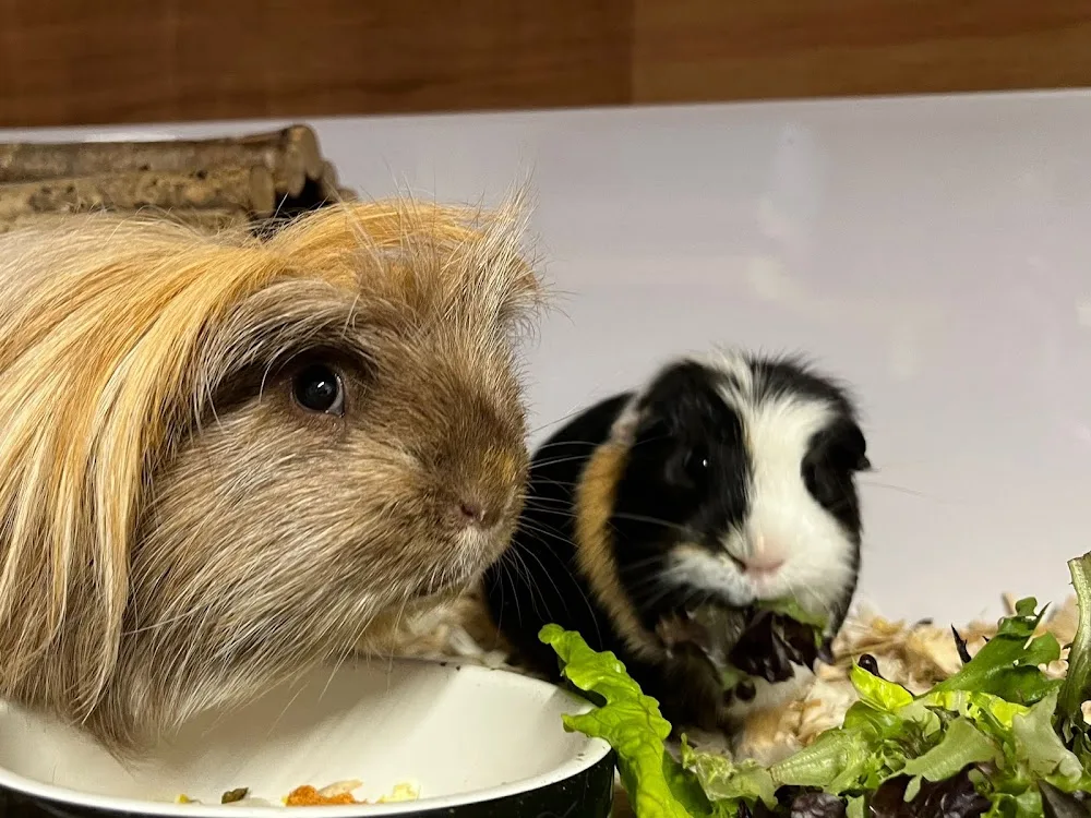 Willow Grove Small Animal Boarding - Sefton pet otel görseli 2