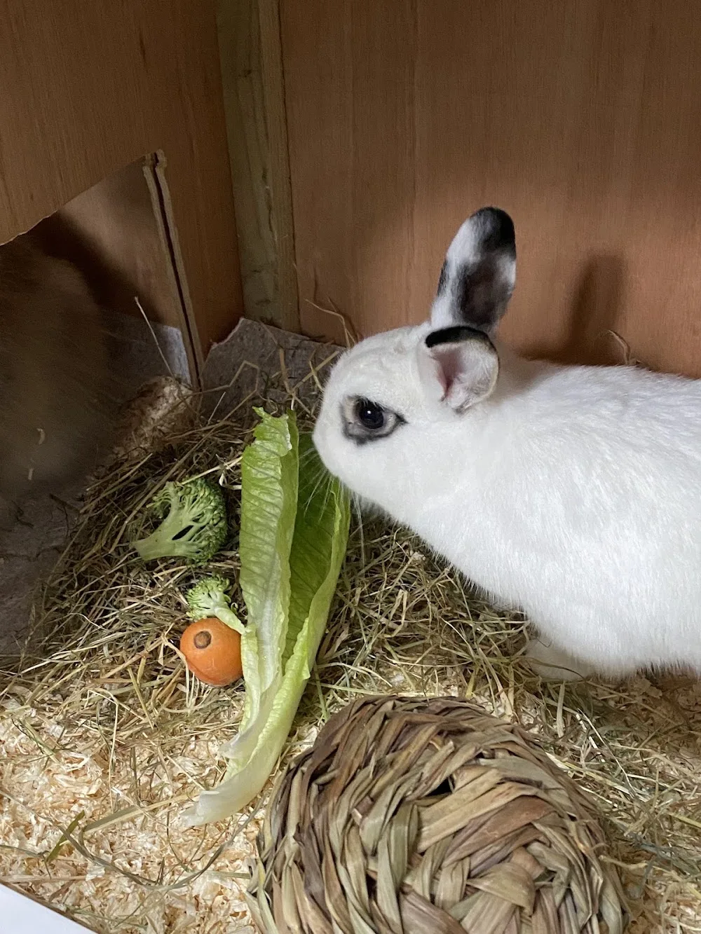 Willow Grove Small Animal Boarding - Sefton pet otel görseli 3