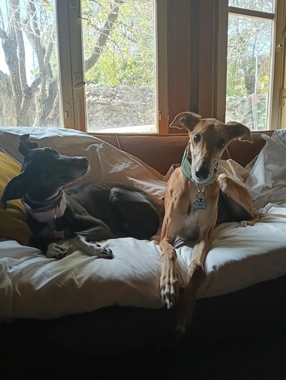 El Origen. Residencia y rehabilitación canina - Segovia pet otel görseli 3