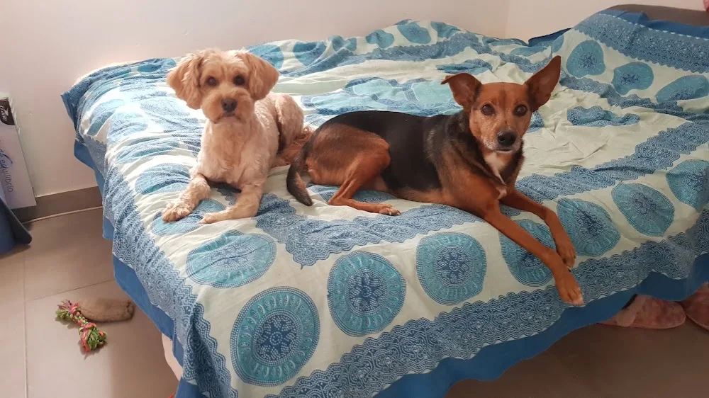Guardería Canina Corazón de Perro - Segovia pet otel