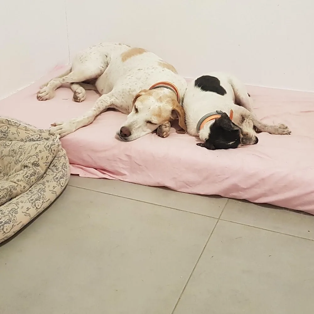 Guardería Canina Corazón de Perro - Segovia pet otel görseli 3