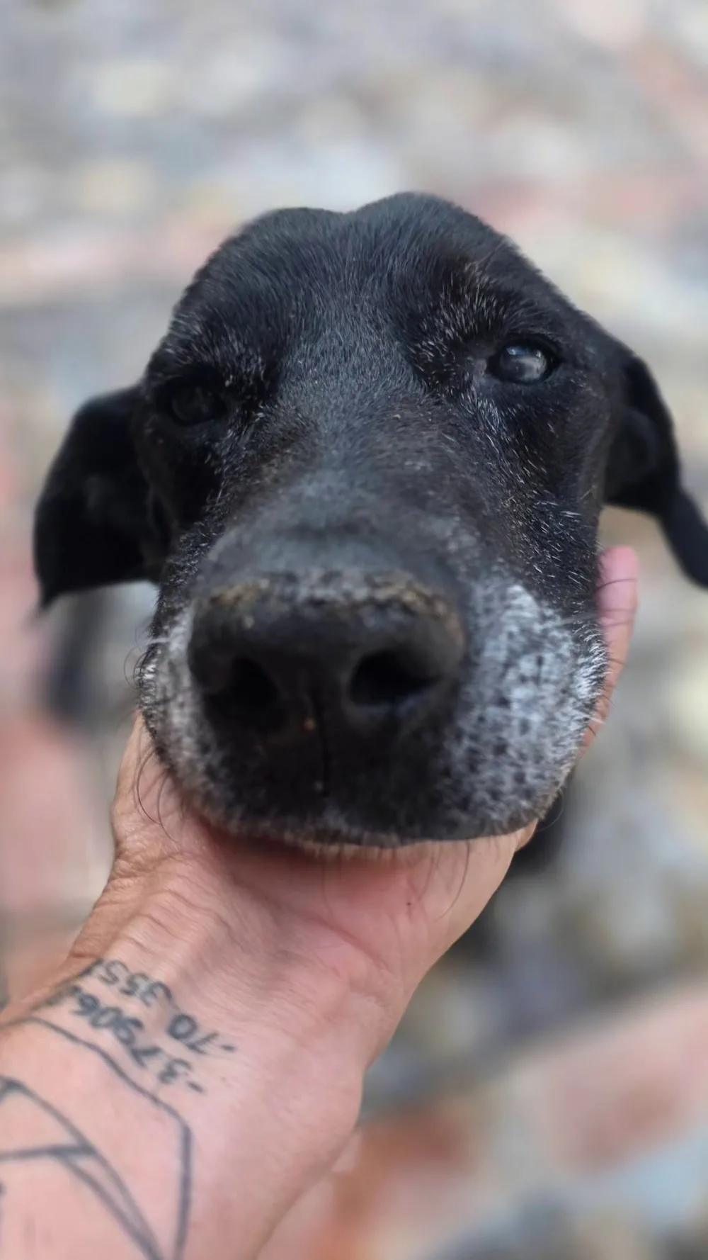 PerroBueno Sl. Madrid Centro.Guardería canina. - Segovia pet otel görseli 3
