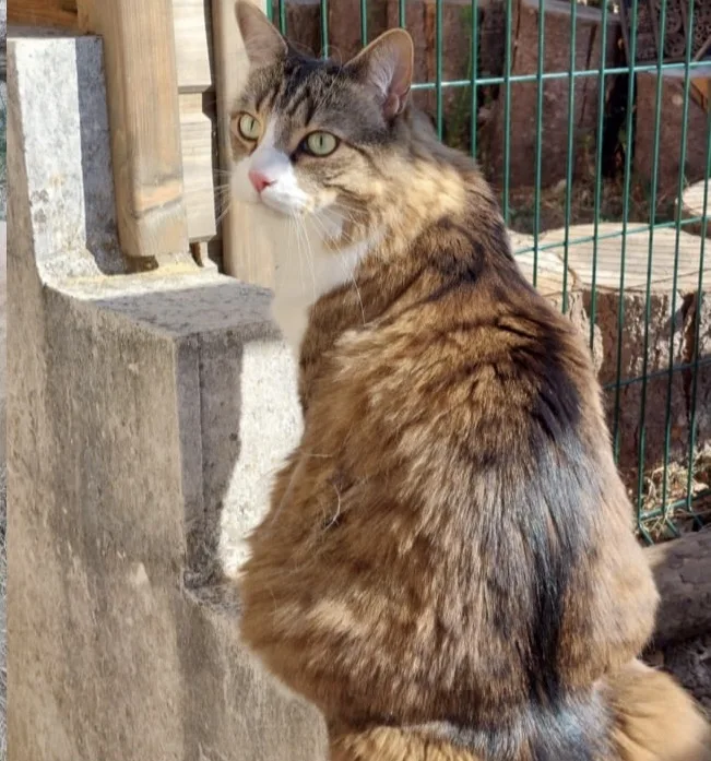 La Colo Des Cats Pattes - Seine-et-Marne pet otel görseli 3