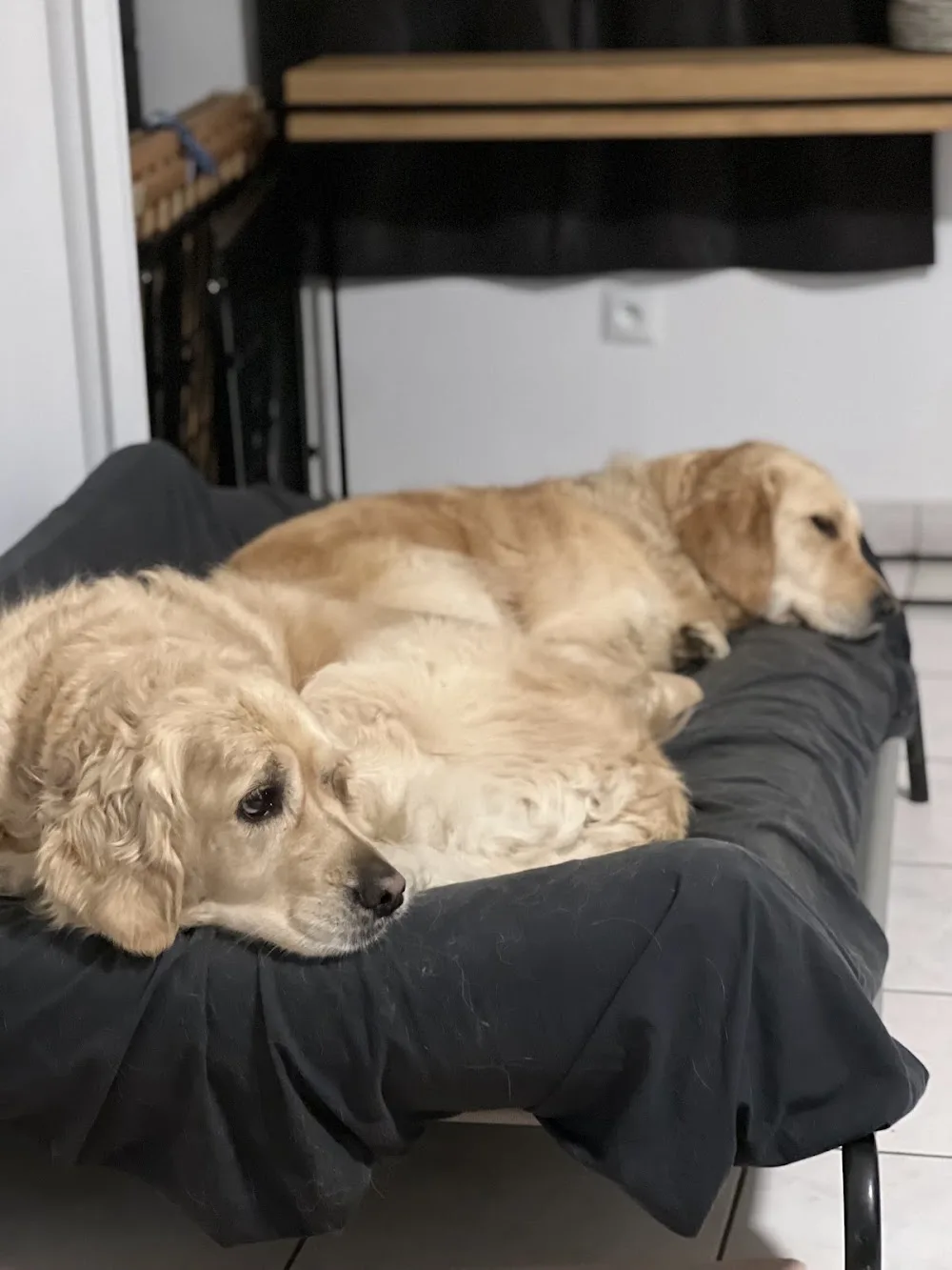SACRÉES BABINES - Pension familiale canine - Petsitter - Seine-et-Marne pet otel