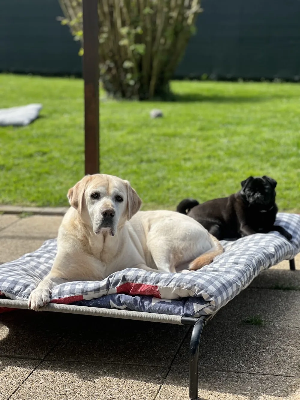 SACRÉES BABINES - Pension familiale canine - Petsitter - Seine-et-Marne pet otel görseli 3