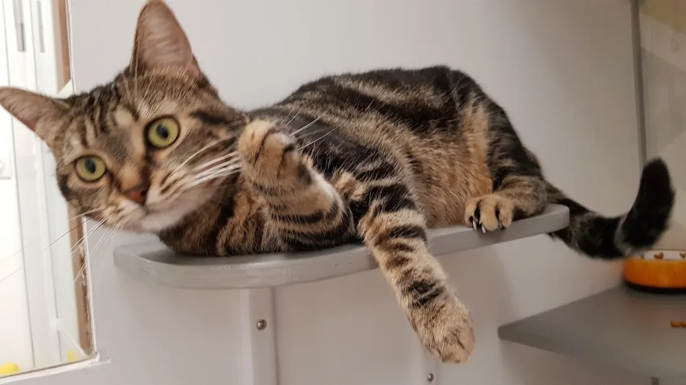 Amicat76 Pension pour Chats - Seine-Maritime pet otel