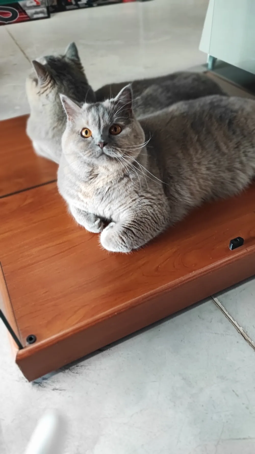 Amicat76 Pension pour Chats - Seine-Maritime pet otel görseli 3