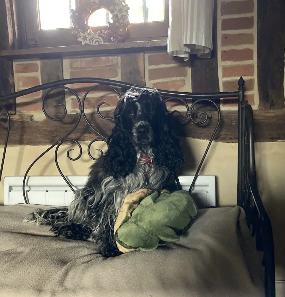 Au Jardin des Chiens - Seine-Maritime pet otel
