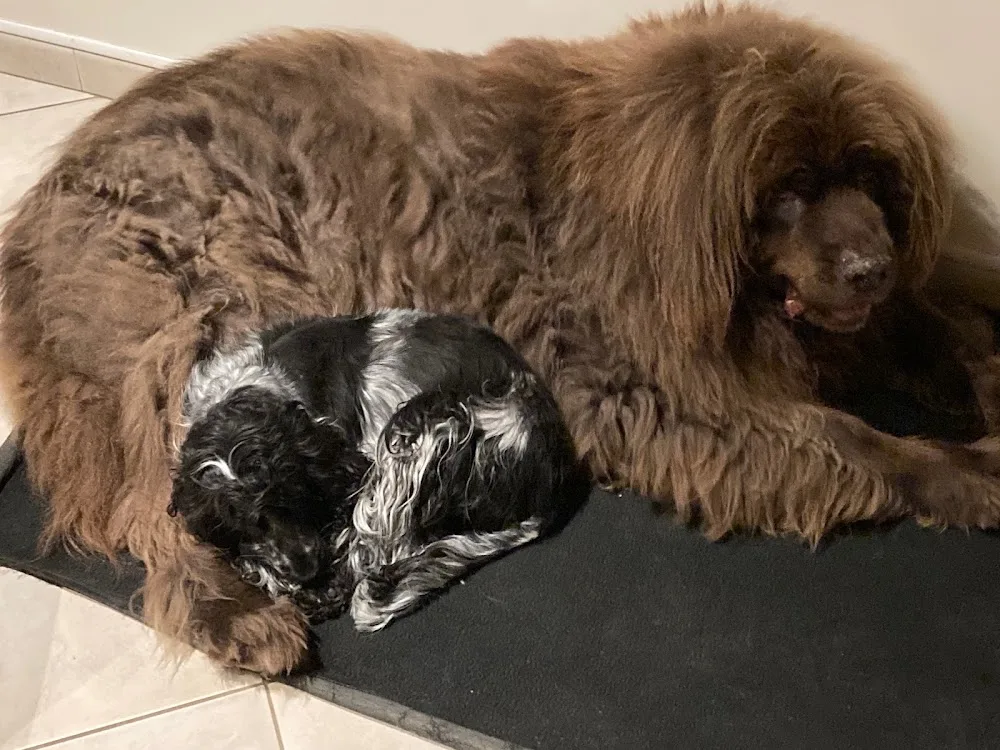 Au Jardin des Chiens - Seine-Maritime pet otel görseli 3