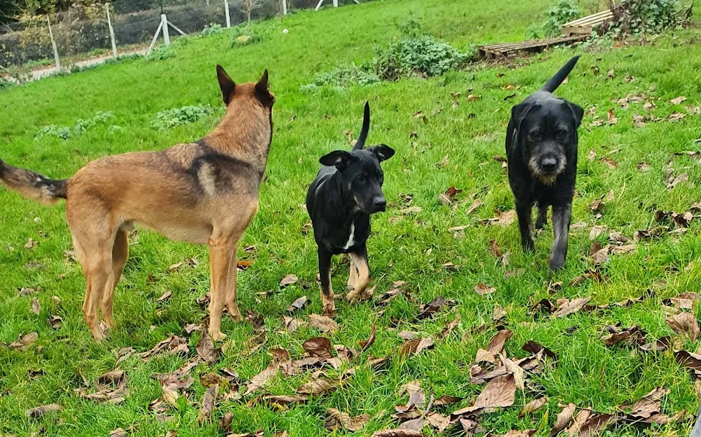 Au royaume de Billy - Pension Familiale - Seine-Maritime pet otel