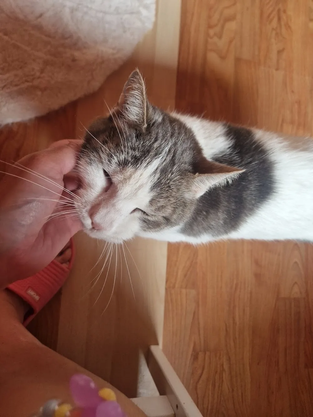 Camping'cat - Seine-Maritime pet otel