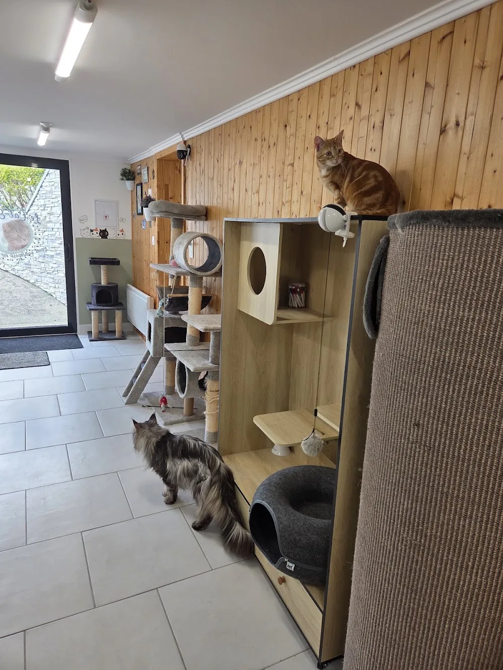 Cat-Étoiles - Seine-Maritime pet otel görseli 3