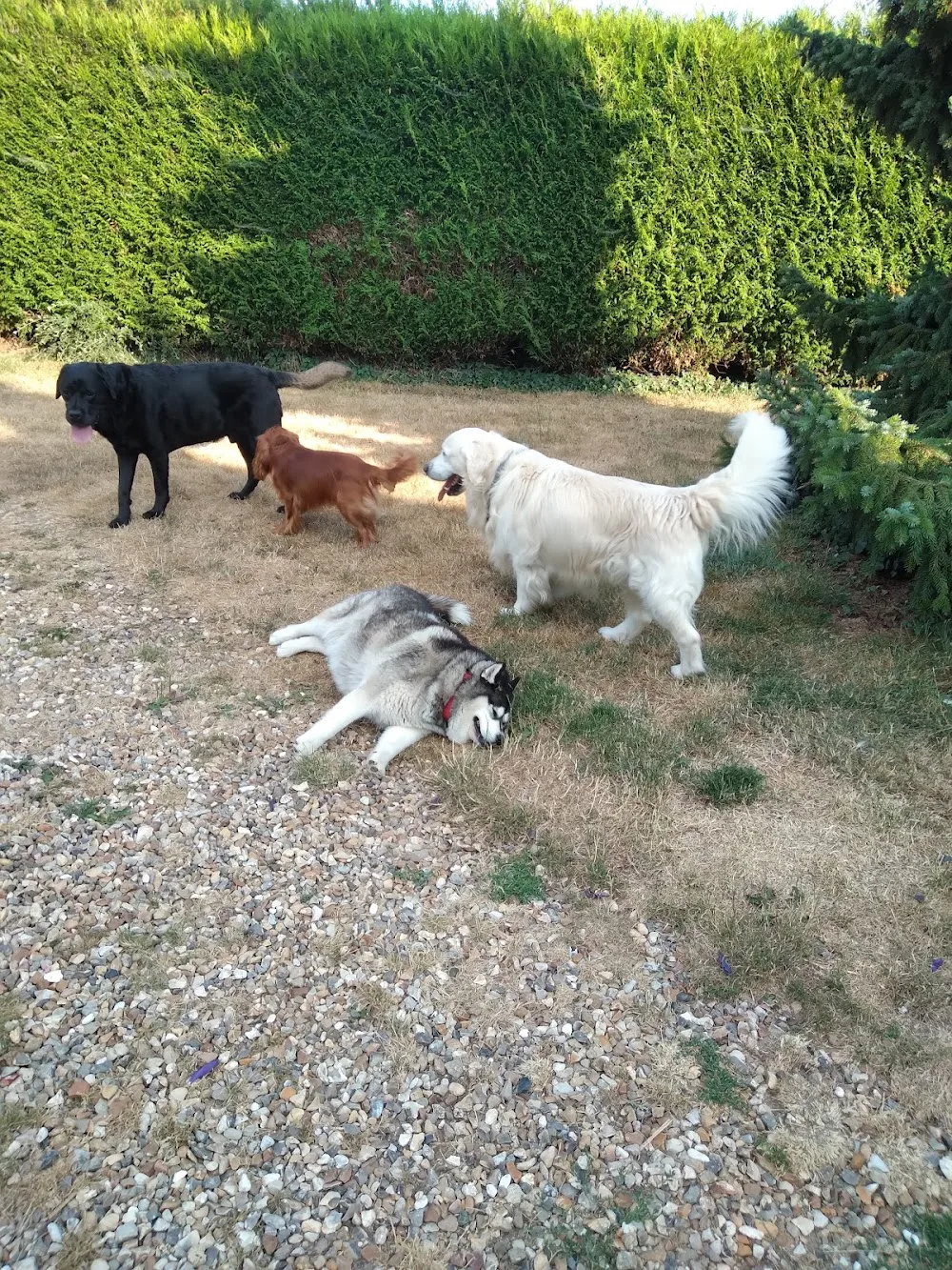 Chez MaNo - Seine-Maritime pet otel görseli 2
